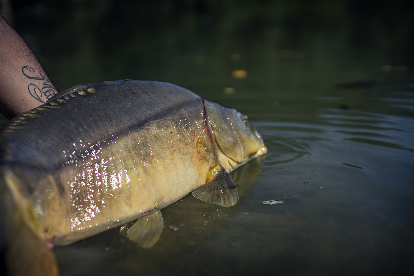 Catch and Release - S-Line Carp Food